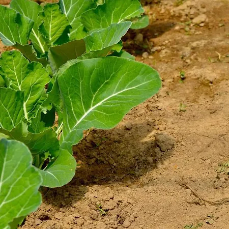 Bed and breakfast La Pichonniere