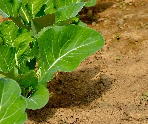 Oda ve Kahvaltı La Pichonniere